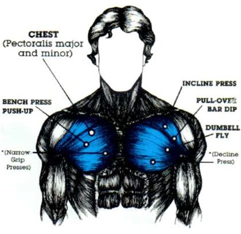 human body chest muscles diagram pectoralis major muscle images