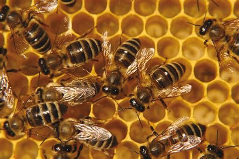 wat doen die bijen  de kast  de winter wur