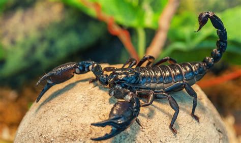 uralter skorpion entdeckt wissenschaftde
