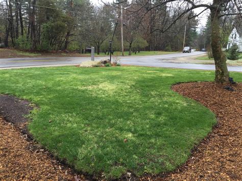lawn  turning white lawn care  southern nh