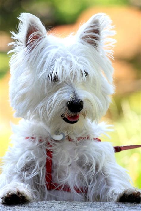 small white dog breeds fluffy  white dogs