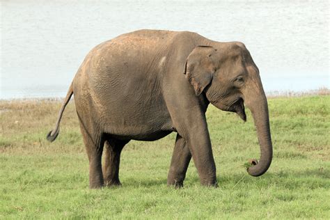 elefantes elefante africano  asiatico biologia infoescola