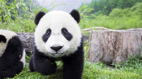 panda baby cute wallpaper