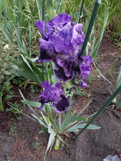 tall bearded iris iris vivacious vixen in the irises database