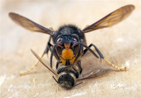 aziatische hoornaar komt onze bijen opeten het nieuwsblad
