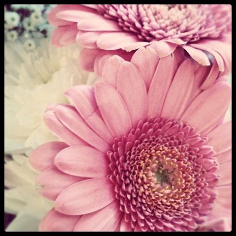 pink sunflower pink sunflowers peach flowers sunflower pictures