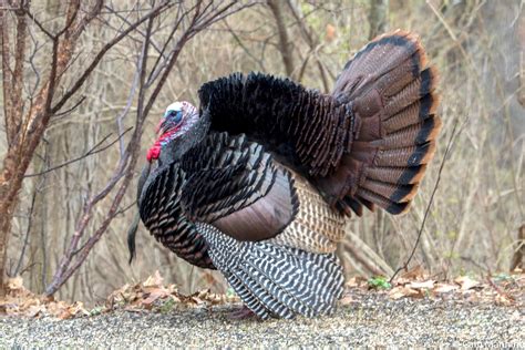 wild turkey history    american bird  farmers almanac