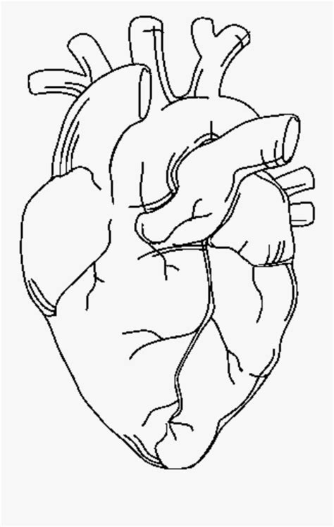 anatomical heart coloring pages   gambrco