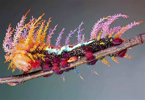 caterpillar  art rdamnthatsinteresting