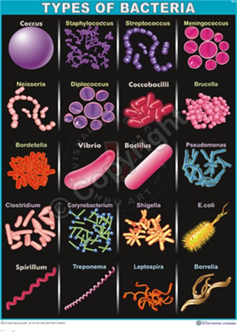 types  bacteria chart bll