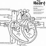 Coloring System Pages Cardiovascular Getcolorings Diagram Heart Kids sketch template