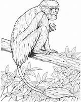 Monkey Coloring Pages Colobus Monkeys Zoo Primate Colouring Tree Activities Primates Pyrography Patterns Drawings Lemur Designlooter sketch template