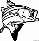Fish Coloring Bass Pages Printable Coloring4free Related Posts sketch template