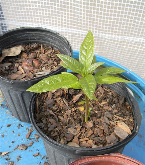 Sprouting Avocado Pits The Easy Way The Grow Network The Grow Network