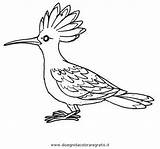 Upupa Animali Disegno Uccelli sketch template