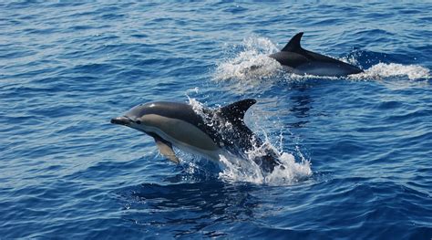 ¿cuáles son las principales características del delfín ⚡️