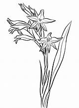 Gladiolus Cuspidatus Eyed Amaryllis Supercoloring Onlinecoloringpages sketch template