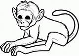 Coloring Monkey Baby Pages Popular sketch template