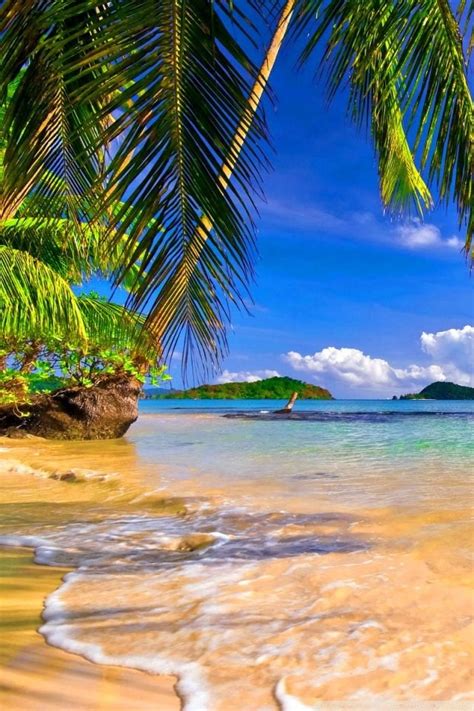 Shore Palms Tropical Beach Hd Desktop Wallpapers High Definition