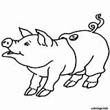 Cochon Coloriage Imprimer Animaux sketch template