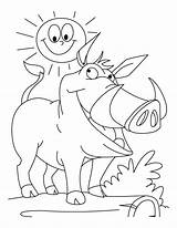 Wild Boar Coloring Pages Smiling Sun Together Hog Arkansas Razorbacks Getdrawings Pig Template sketch template