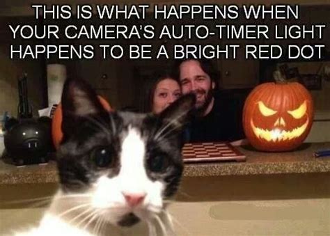 red light funny animal pictures cute funny animals funny cute cute cats hilarious funny