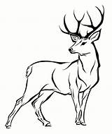 Deer Pages Realistic Coloring Template sketch template
