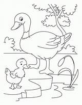 Coloring Duckling Duck Pages Ugly Ducklings Way Make Kids Bestcoloringpages Clipart Coloriage Animaux Drawing Library Ferme La Popular Visit Getcolorings sketch template