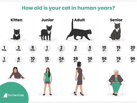 How To Tell Your Cat S Age In Human Years With Chart Excited Cats