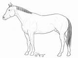 Halter Horse Coloring Comments Stock sketch template