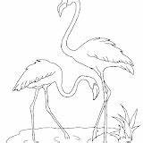 Coloring Flamingo Pages Post sketch template
