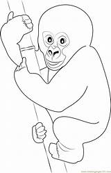 Gorilla Coloring Baby Drawing Cute Pages Color Drawings Coloringpages101 Getdrawings Paintingvalley sketch template