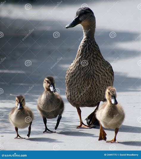 mother duck  ducklings stock image image  duck venice