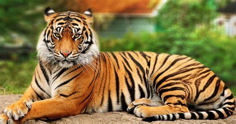fakta menarik tentang  raja hutan harimau panthera tigris