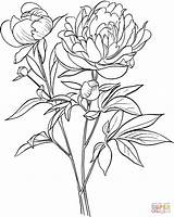 Peony Coloring Pages Drawing Officinalis Paeonia European Common Flower Printable Supercoloring Peonies Outline Line Pivoine Japanese Coloriage Drawings Color Zum sketch template