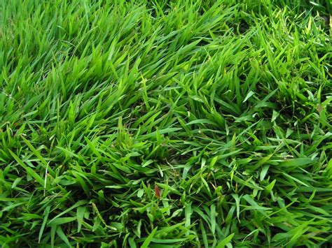 mengenal jenis rumput  taman rumah rumah  gaya hidup rumahcom