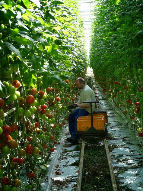blog bernard tréhet le sud manche l autre pays des tomates