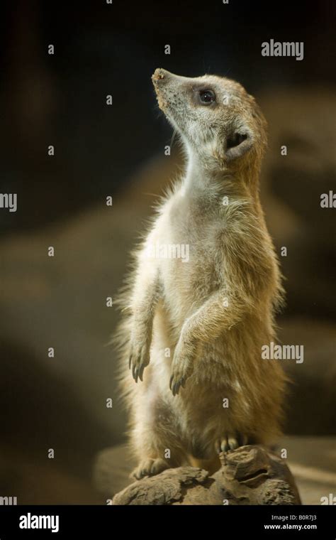 photo   meerkat nose   air stock photo alamy