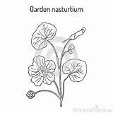 Tropaeolum Coloring Designlooter Majus Ornamental Monks Cress Nasturtium Medicinal Plant Indian Vector Garden Stock sketch template