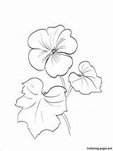Geranium Coloring Flower Pages Drawing Print Choose Board Line sketch template