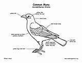Myna Common Coloring Bird Diagram Labeling 1275px 59kb 1650 Drawings Exploringnature sketch template