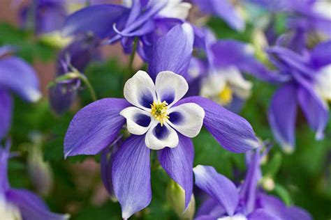 50 Flowers Seeds Columbine Aquilegia Caerulea Blue Star Easy To Grow Abg11