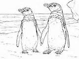 Coloring Penguin Penguins Humboldt Macaroni Blue Pages Little Pair Basking Sun Walks Printable Super sketch template