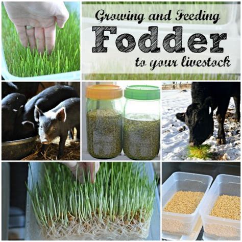 grow fodder  feed  livestock homestead survival