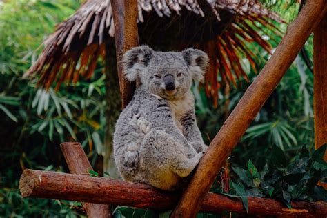koalas rescued  australian bushfires    introduced  wild