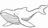 Whale Coloring Pages Printable Kids Blue Whales Outline Humpback Clipart Realistic sketch template