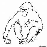 Singe Afrique Gorille Guenon Chimpanzee Noix Coloring Gratuit Poils Monkey Dessins Dessiner Attrayant Laguerche Vierge Crayon Feutre Authentique Exemple Jecolorie sketch template