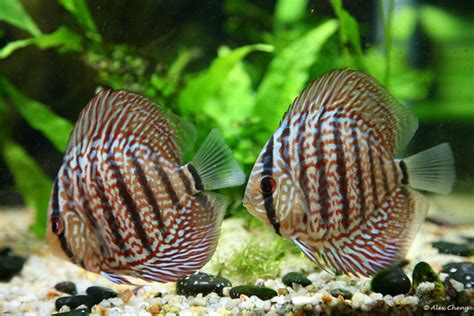discus  gallery  flickr