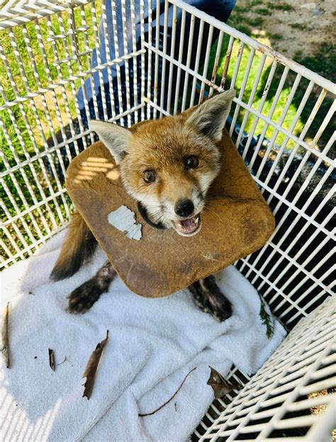 fox cub with litter stuck around its neck for three weeks rescued by