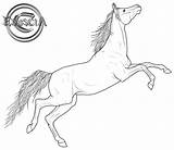 Lineart Arabian Clipart Running Cheval Colouring Gaited Webstockreview Cliparting sketch template